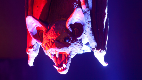 Picture of vampire bat